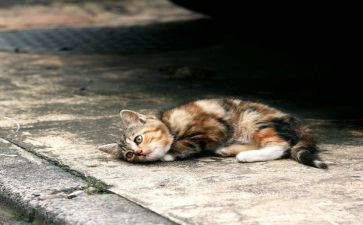 流浪狗心得体会7篇