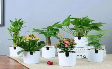 盛绿化养护工作计划5篇