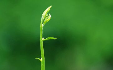 文明健康绿色环保演讲稿6篇