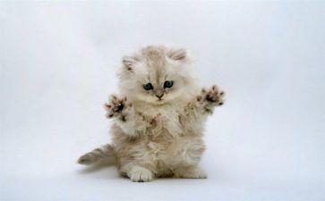 写小猫的作文300字优质6篇