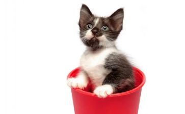 猫的读后感300字优质5篇