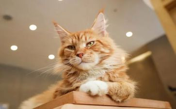 熊猫的作文400字参考8篇