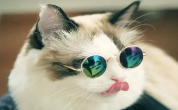 写动物的作文小猫400字参考7篇