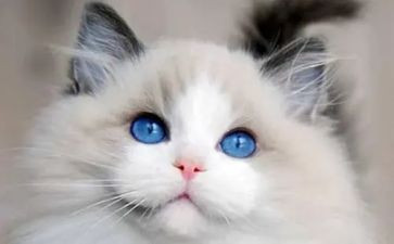 我家的猫作文500字8篇