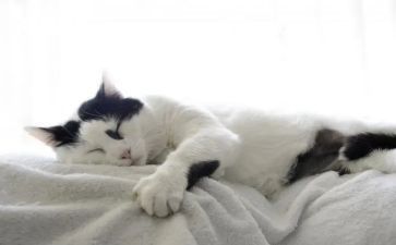 猫的读后感1000字优秀8篇