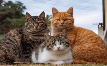 会游泳的猫作文模板5篇