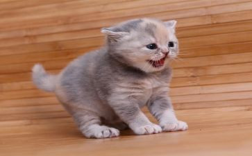 小猫的作文描写小猫的作文优质8篇