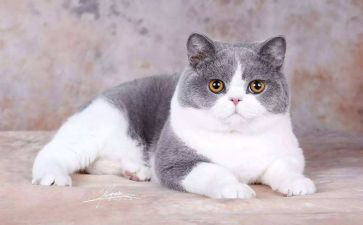 会游泳的猫作文5篇