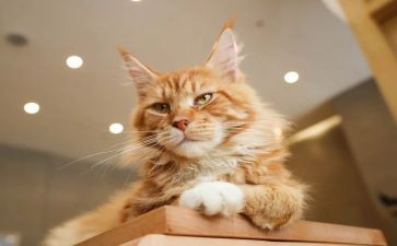 猫的读后感30字6篇