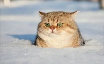 我家的小猫作文300字三年级作文精选6篇