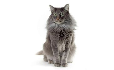 大熊猫三年级作文300字7篇