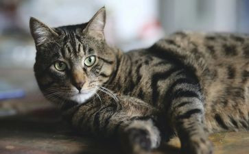 写小猫的作文300字优秀8篇
