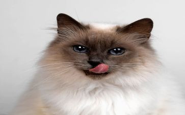 猫的读后感400字7篇