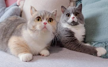 小猫钓鱼作文5篇