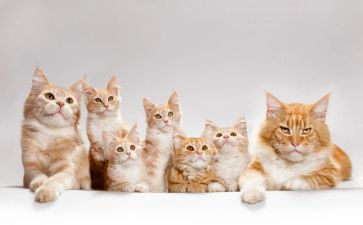 写大熊猫的作文300字8篇
