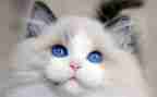 猫的素材,作文优秀7篇
