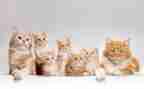 有趣的小猫400字作文8篇