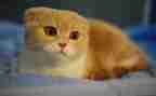 猫的读后感1000字优质7篇