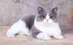 会游泳的猫作文5篇