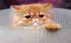 写小猫的作文300字5篇