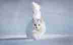 写动物的作文小猫400字8篇