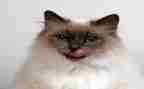 猫的读后感400字7篇