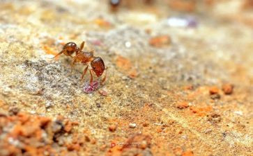 红蚂蚁作文优秀8篇