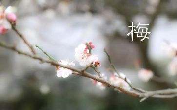 张桂梅事迹报告6篇