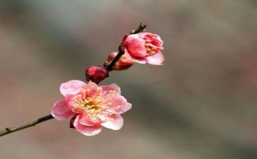 与梅有关的作文模板5篇