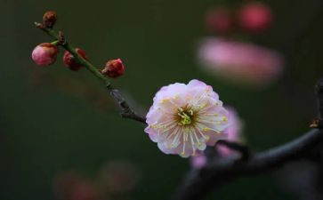梅花作文400字7篇