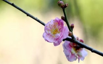 梅花树作文500字8篇