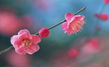 梅花魂的作文400字8篇