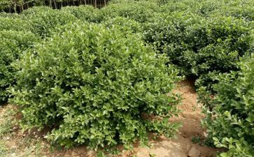 树木苗圃承包合同7篇