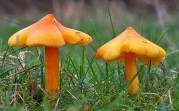 蘑菇的作文参考5篇