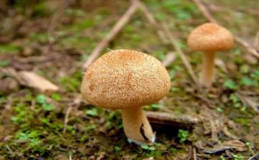 采蘑菇的作文600字参考8篇