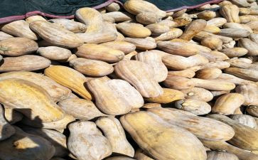 运南瓜的教案8篇