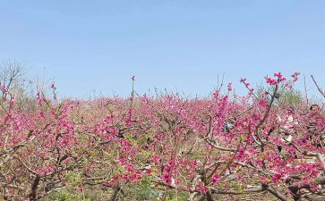 樱桃园读后感6篇