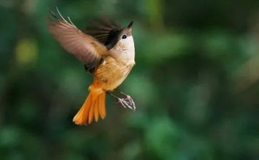 生物课鸟的教学反思5篇