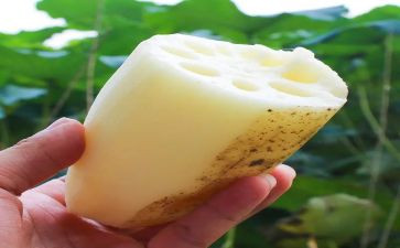 关于藕的语言教案模板6篇