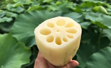 大班关于藕的教案优质5篇