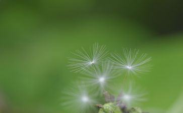 蒲公英旅行记作文7篇