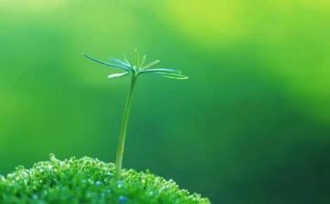 爱生命防溺水的作文5篇