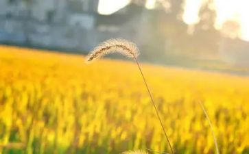 劳动的收获的作文最新5篇