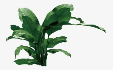 小学生关于植树的作文5篇