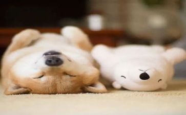 00后睡眠调查报告8篇