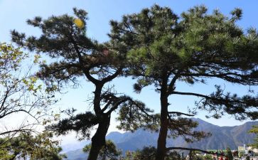 松的优秀作文模板8篇