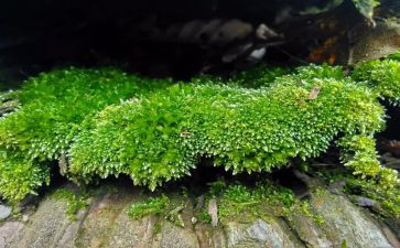 读了苔的作文作文模板7篇