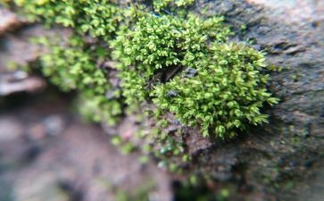 读了苔的作文作文精选8篇
