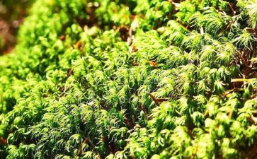 读了苔的作文作文推荐5篇