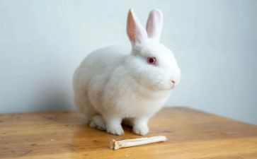 语言《小兔乖乖》教案推荐6篇